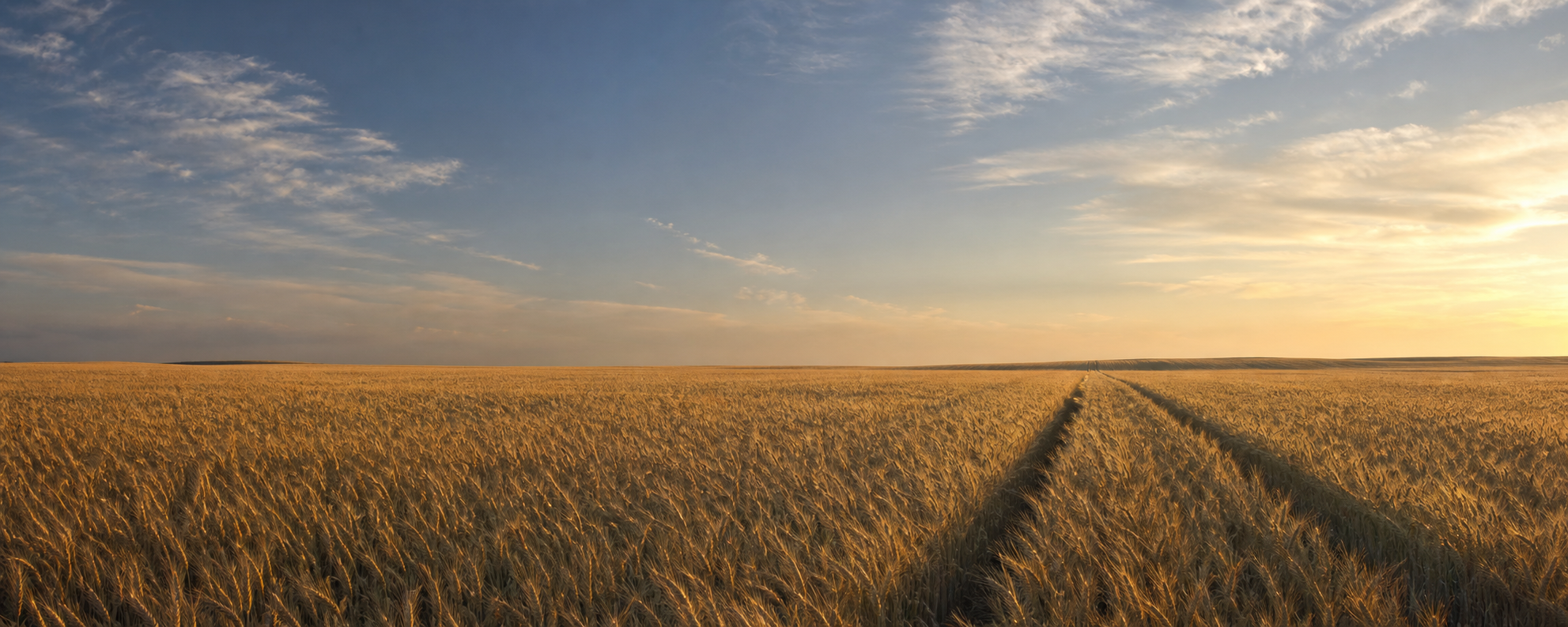 Kansas wheat field at golden hour