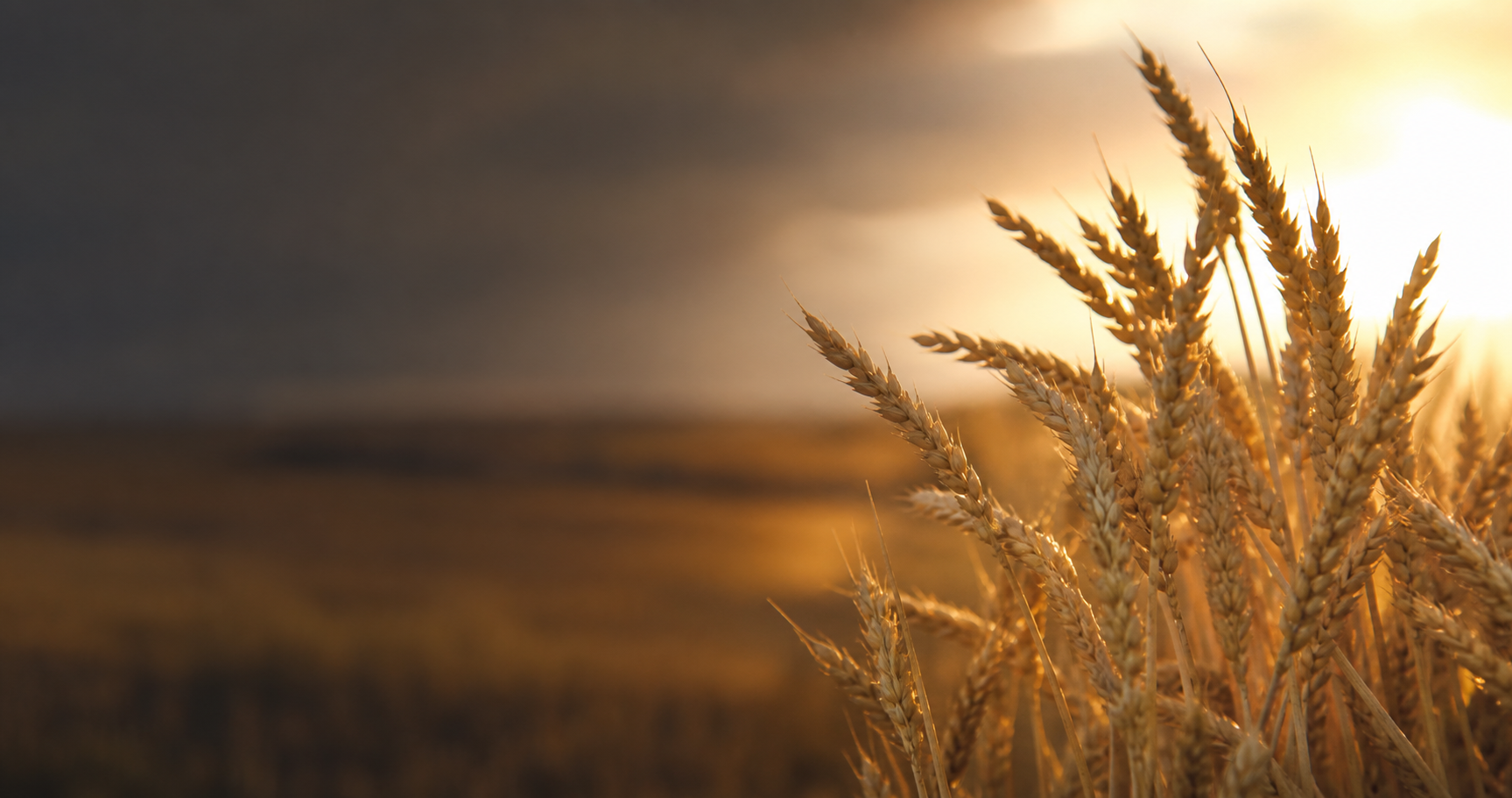 Kansas wheat at sunset